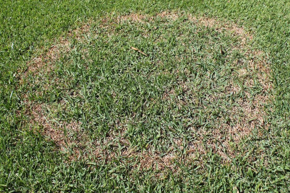 What is the Best Fungicide for Brown Patch in Zoysia Grass?