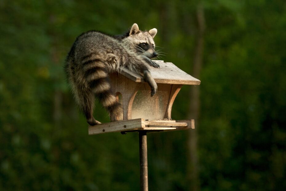 How to Keep Raccoons from Pooping on My Deck