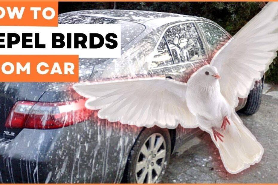 How to Stop Birds from Pooping on Car